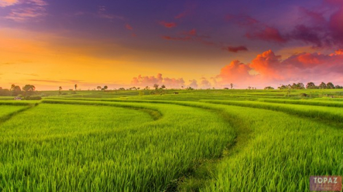 Hình ảnh cánh đồng lúa Thái Bình