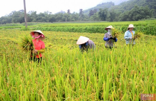 Nông dân đua nhau cắt lúa