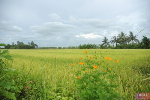 Hình ảnh quê hương Thái Bình