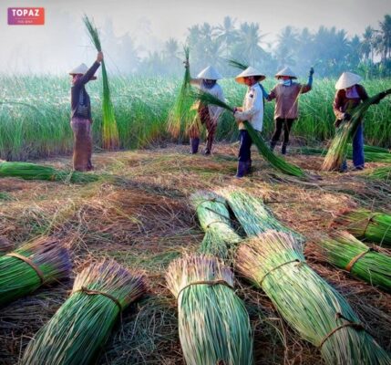 Khám phá làng dệt chiếu Hới